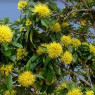 Super Golden Panda Seeds Pcs 8 Of Xanthostemon Chrysanthus n106 Semillas Sementes
