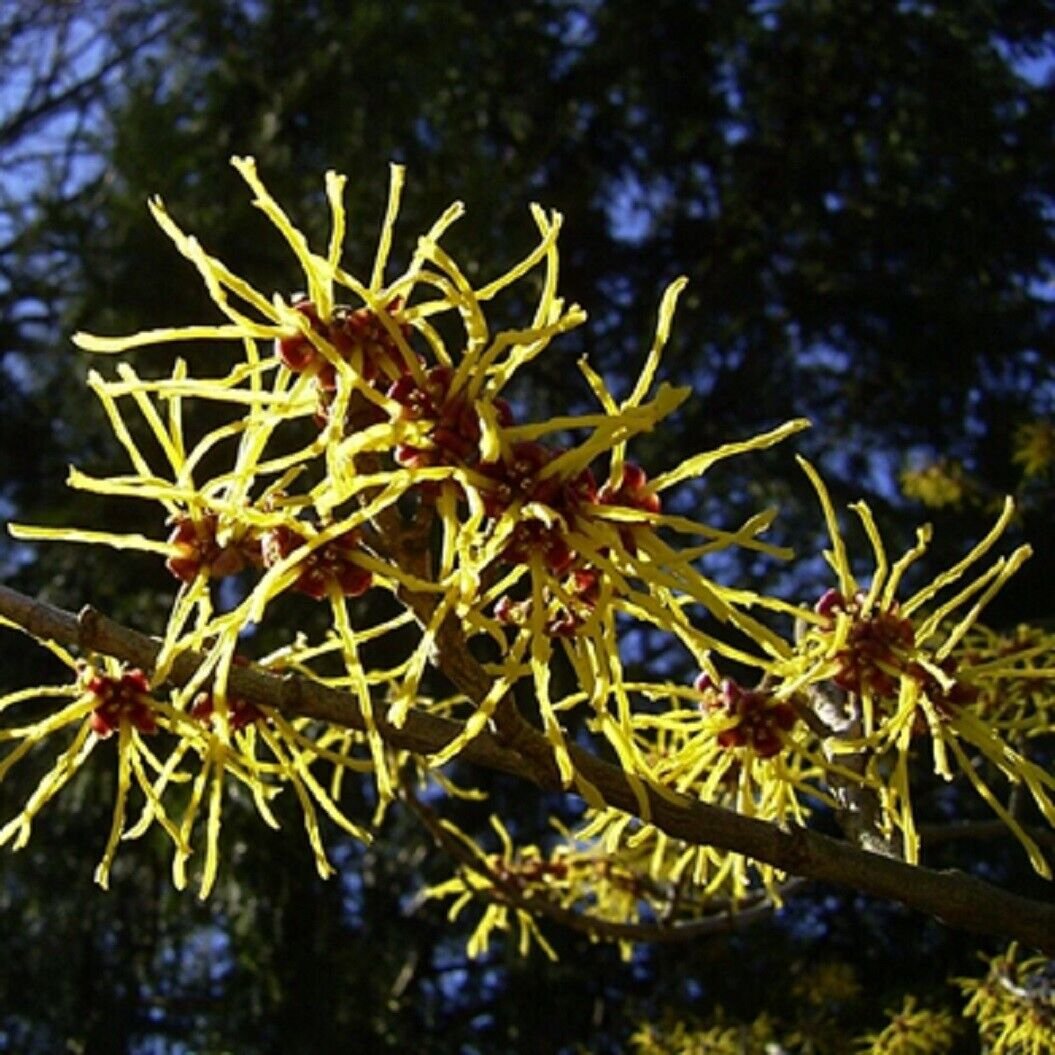Super Winter Bloom Seeds Pcs 5 China Witch Hazel Witch Hazel Mollis