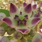 Super Sodom Apple Seeds Pcs 4 Of Roustonnier Calotropis Procera h148 Samen