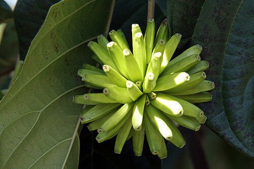 Super Camptotheca Acuminata Seeds Pcs 5 Of Life Bonsai Happy Tree