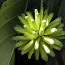 Super Camptotheca Acuminata Seeds Pcs 5 Of Life Bonsai Happy Tree