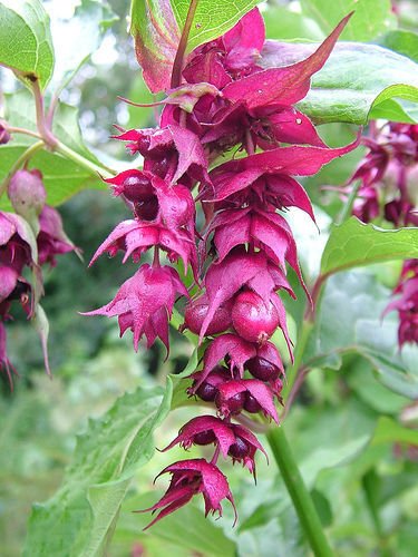 Super Leycesteria Formosa Seeds Pcs 5 Pheasant Tree g654 Samen Semi Semillas