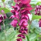 Super Leycesteria Formosa Seeds Pcs 5 Pheasant Tree g654 Samen Semi Semillas
