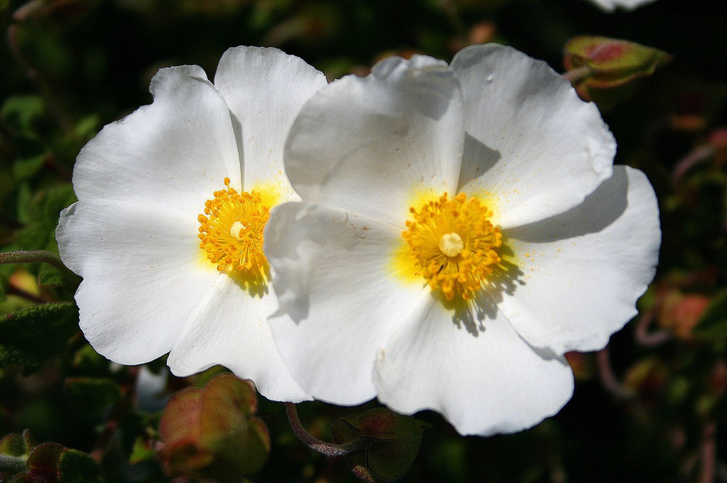 Super Cistus Monspeliensis Seeds Pcs 40 Cistus Of Montpellier g243 Samen Semillas