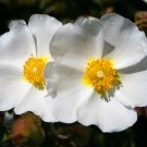 Super Cistus Monspeliensis Seeds Pcs 40 Cistus Of Montpellier g243 Samen Semillas