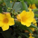 Super Allamanda Schottii Rare Seeds Pcs 3 Allamanda Shrub g964 Bush Allamanda