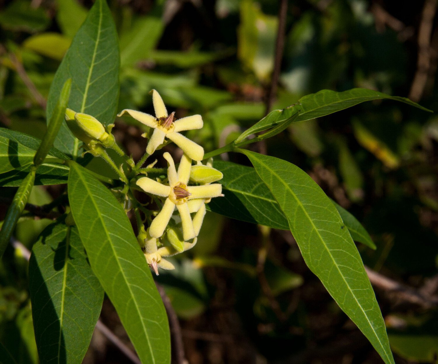 Super Wrightia Natalensis Rare Seeds Pcs 3 Of Musunzi k102 African Saddlepot