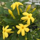 Super Jasminum Odoratissimum Seeds Pcs 3 Daffodil Jasmine Fragrant Jasmine
