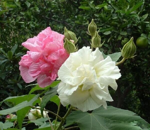 Super Hibiscus Mutabilis Seeds Pcs 6 Of Caprice De Femme Confederate Rose