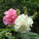 Super Hibiscus Mutabilis Seeds Pcs 6 Of Caprice De Femme Confederate Rose