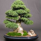 Super Ilex Crenata Seeds Pcs 12 Japanese Holly Bonsai Japanese Holly