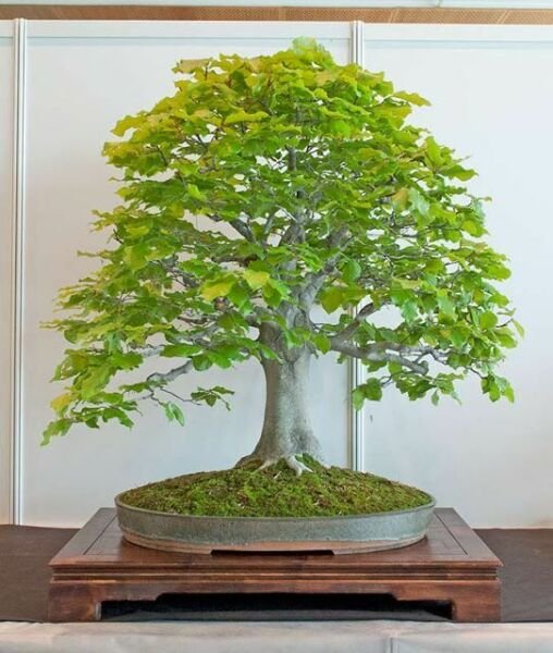 Super Fagus Sylvatica Seeds Pcs 8 Of Common Beech Bonsai European Tree