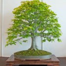 Super Fagus Sylvatica Seeds Pcs 8 Of Common Beech Bonsai European Tree