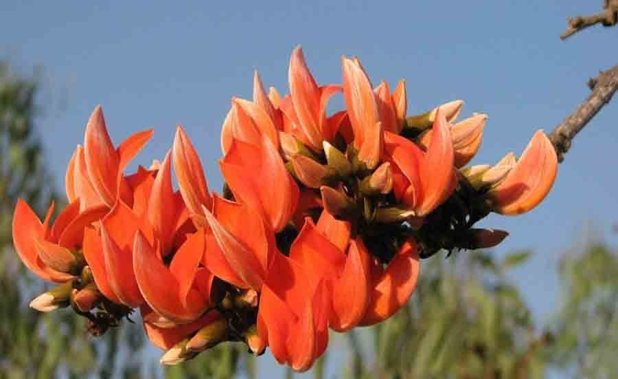 Super Butea Monosperma Seeds Pcs 3 Flame Of The Forest