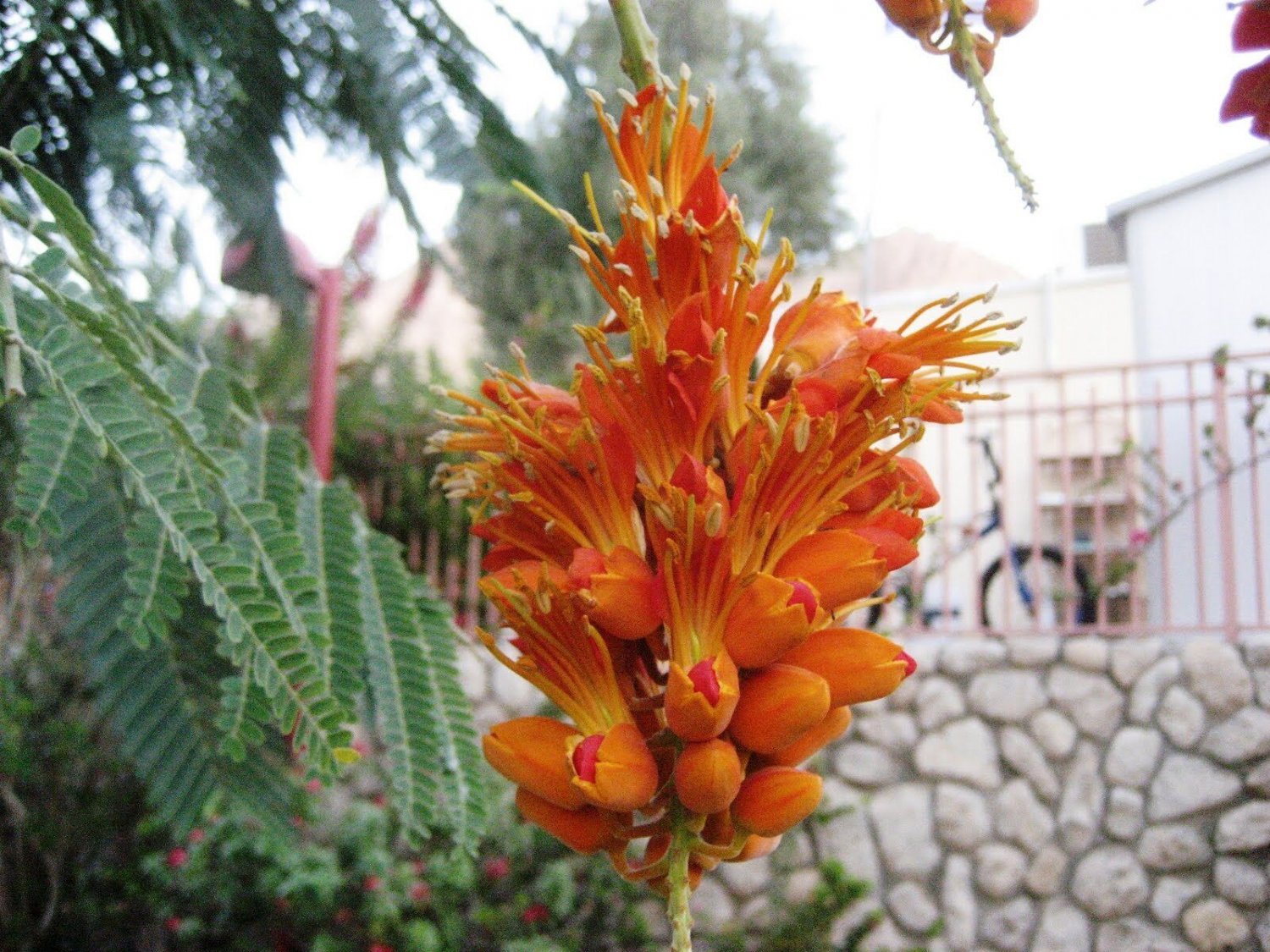 Super Colvilles Glory Seeds Pcs 3 Colvillea Racemosa