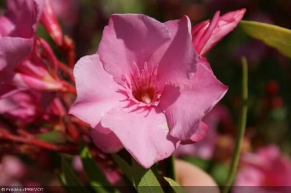 Super Nerium Oleander Cavalaire Seeds Pcs 20 Rustic Oleander Rose Bay