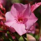 Super Nerium Oleander Cavalaire Seeds Pcs 20 Rustic Oleander Rose Bay