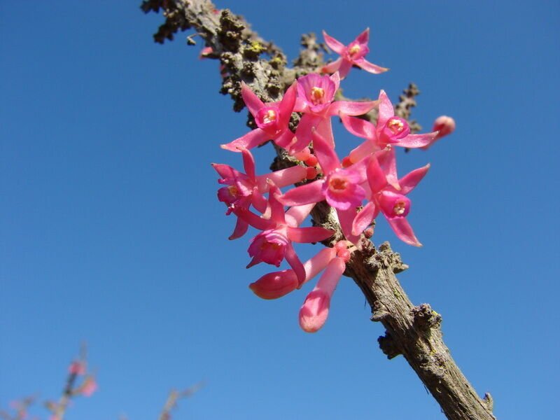 Super Box Thorn Fuchsia Seeds Pcs 5 Mare Stick Fuchsia Lycioides