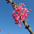 Super Box Thorn Fuchsia Seeds Pcs 5 Mare Stick Fuchsia Lycioides