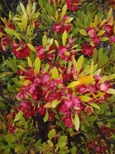 Super Dodonaea Viscosa Rare Seeds Pcs 8 Reinette Wood