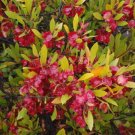Super Dodonaea Viscosa Rare Seeds Pcs 8 Reinette Wood