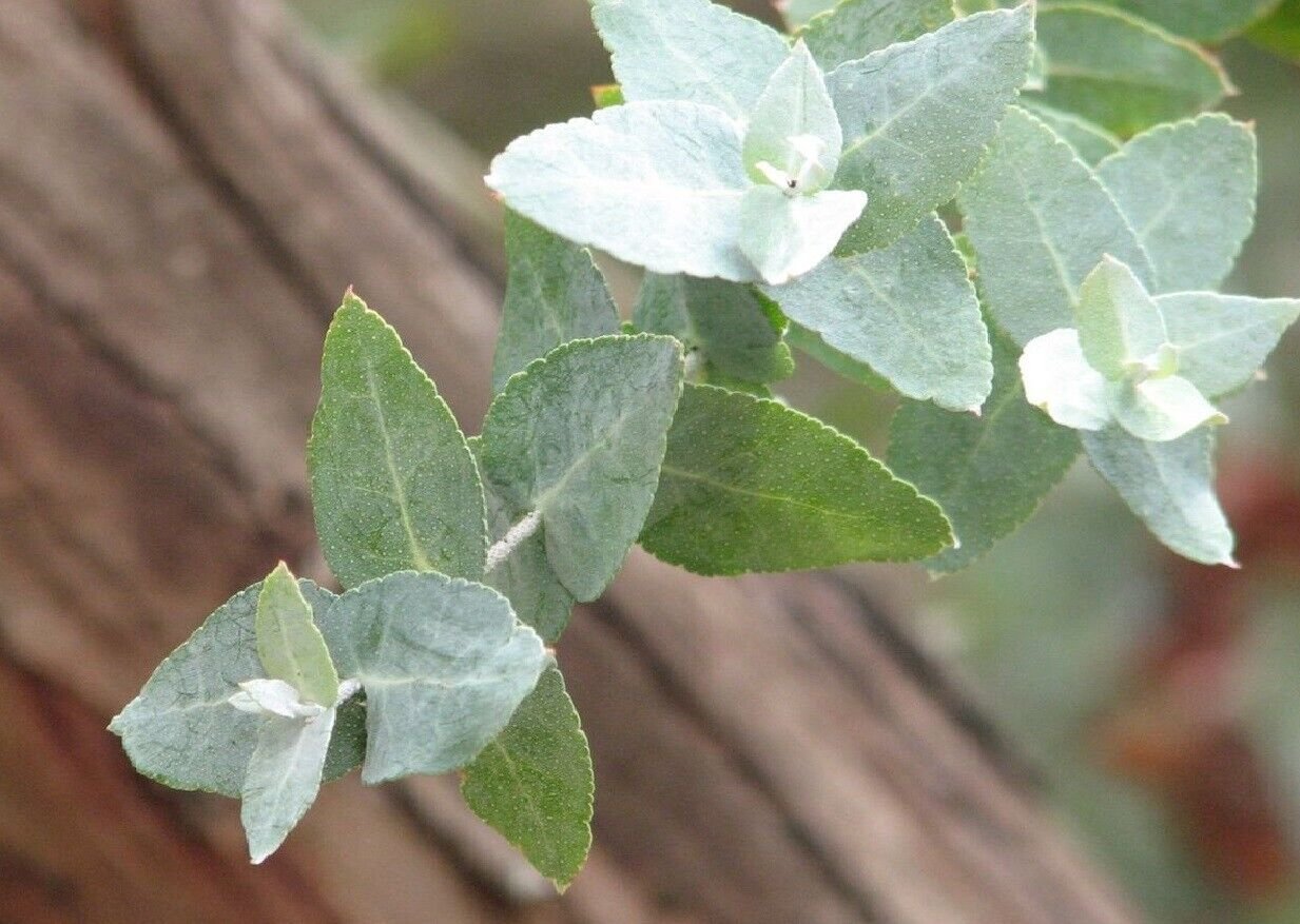 Super Silver Gum Seeds Pcs 25 Silver Gum Eucalyptus Crenulata
