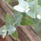Super Silver Gum Seeds Pcs 25 Silver Gum Eucalyptus Crenulata