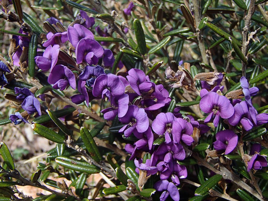 Super Moutain Purple Pea Rare Seeds Pcs 4 Hovea Montana