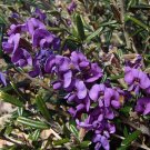 Super Moutain Purple Pea Rare Seeds Pcs 4 Hovea Montana