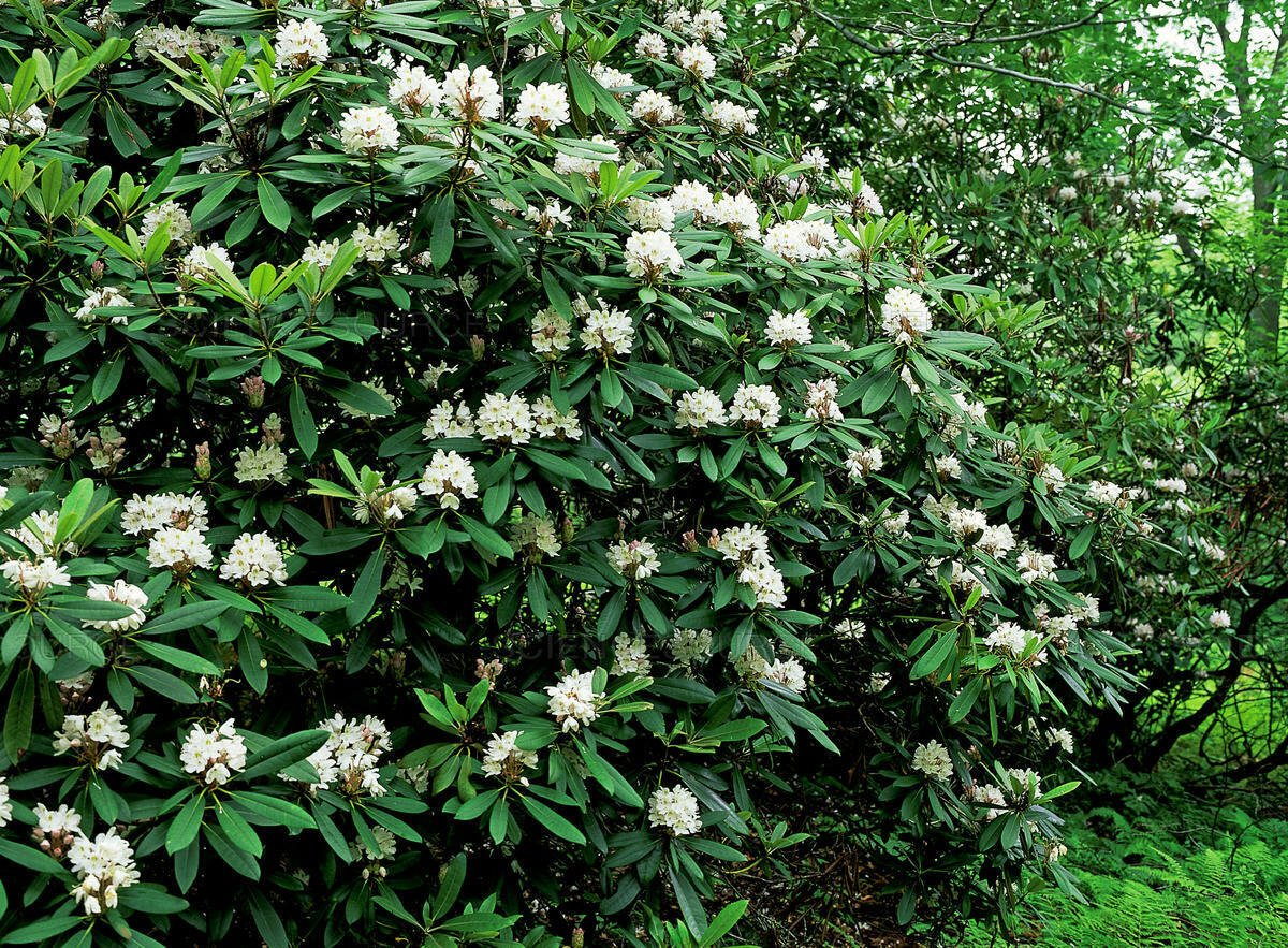 Super Great Laurel Seeds Pcs 25 Giant Rhododendron Maximum