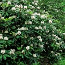 Super Great Laurel Seeds Pcs 25 Giant Rhododendron Maximum