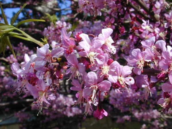 Super Mexican Buckeye Rare Seeds Pcs 3 Of Ungnadia Speciosa