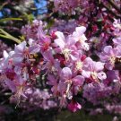 Super Mexican Buckeye Rare Seeds Pcs 3 Of Ungnadia Speciosa