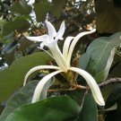 Super Dinner Plate Tree Seeds Pcs 5 Of Kanak Champa Pterospermum Acerifolium