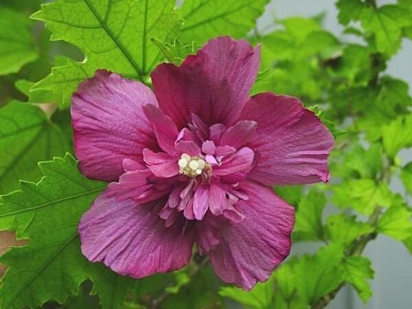 Super Red Double Hibiscus Syriacus Seeds Pcs 5 Althea Rouge