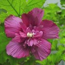 Super Red Double Hibiscus Syriacus Seeds Pcs 5 Althea Rouge