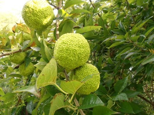 Super Maclura Pomifera Seeds Pcs 6 Osage Orange Horse Apple