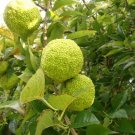 Super Maclura Pomifera Seeds Pcs 6 Osage Orange Horse Apple