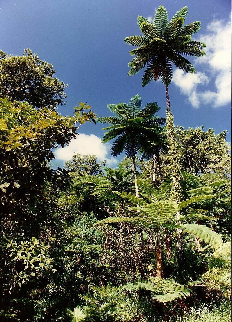 Super Giant Tree Fern Seeds Pcs 60 Fougere Sphaeropteris Intermedia Spores