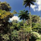 Super Giant Tree Fern Seeds Pcs 60 Fougere Sphaeropteris Intermedia Spores
