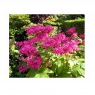 Super Meadowsweet Seeds Pcs 15 Meadowsweet Filipendula Rubra