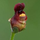 Super Scrophularia Auriculata Seeds Pcs 80 Aquatic Scrofulary
