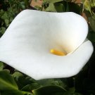 Super Zantedeschia Aethiopica Seeds Pcs 3 Ethiopia's Night Calla Lily