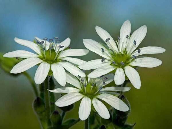 Super Giant Chickweed Seeds Pcs 12 Water Chickweed Stellaria Aquatica