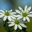 Super Giant Chickweed Seeds Pcs 12 Water Chickweed Stellaria Aquatica