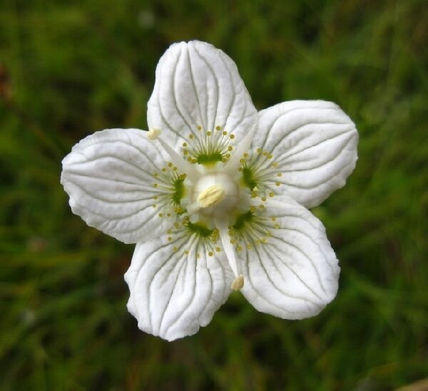 Super Bog Star Seeds Pcs 15 Marsh Parnassia Palustris