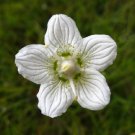 Super Bog Star Seeds Pcs 15 Marsh Parnassia Palustris