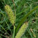 Super Swamp Sedge Seeds Pcs 25 Carex Acutiformis