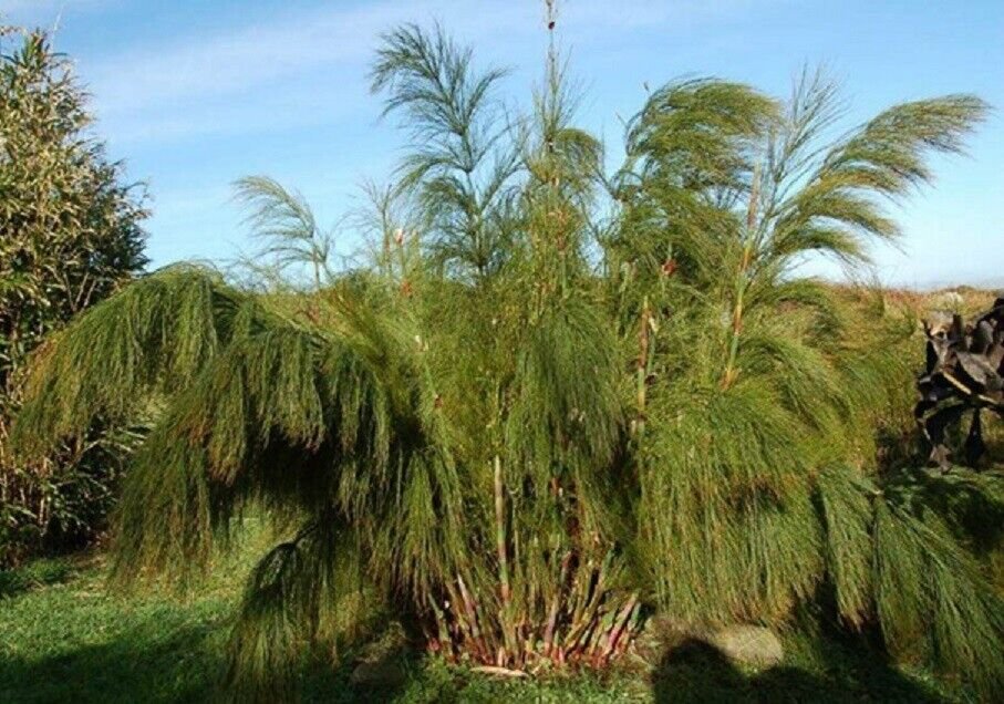 Super Elegia Capensis Rare Seeds Pcs 4 Restio Horsetail