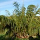 Super Elegia Capensis Rare Seeds Pcs 4 Restio Horsetail